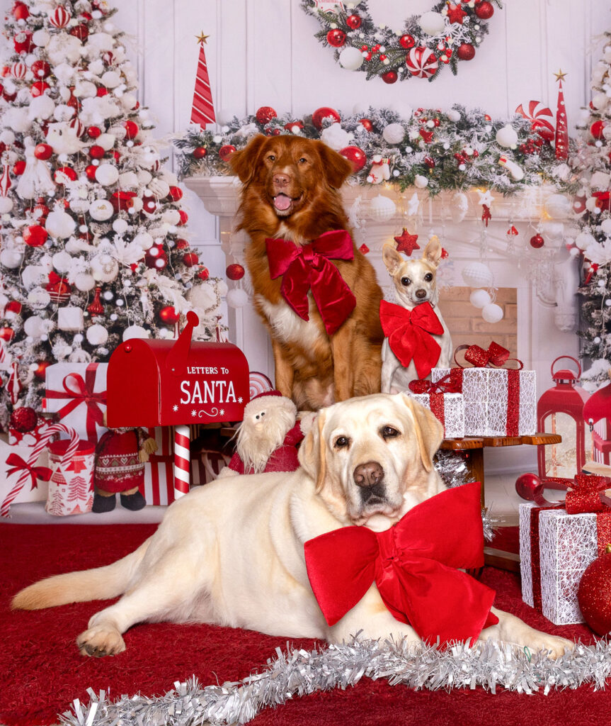 Cani in posa per shooting natalizio con albero di Natale e caminetto