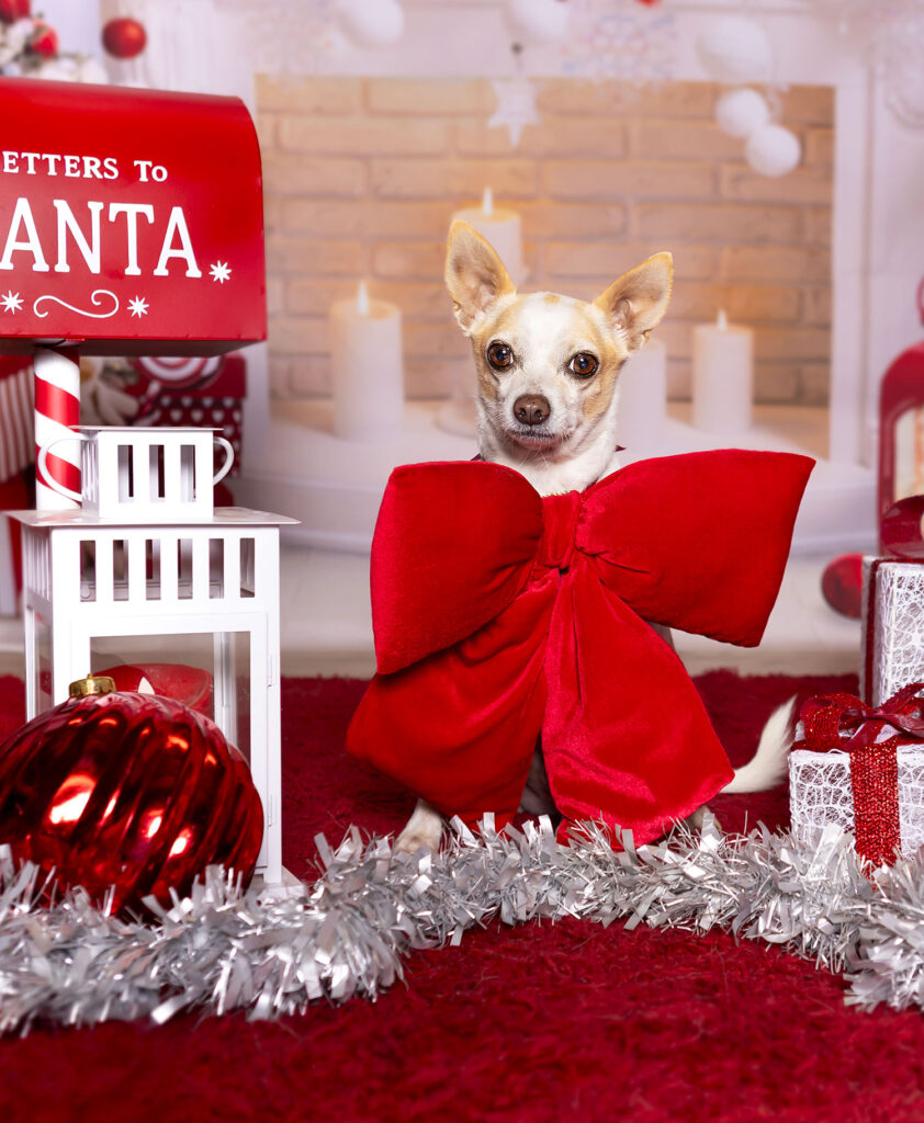 cane in posa per shooting fotografico natalizio con fiocco rosso