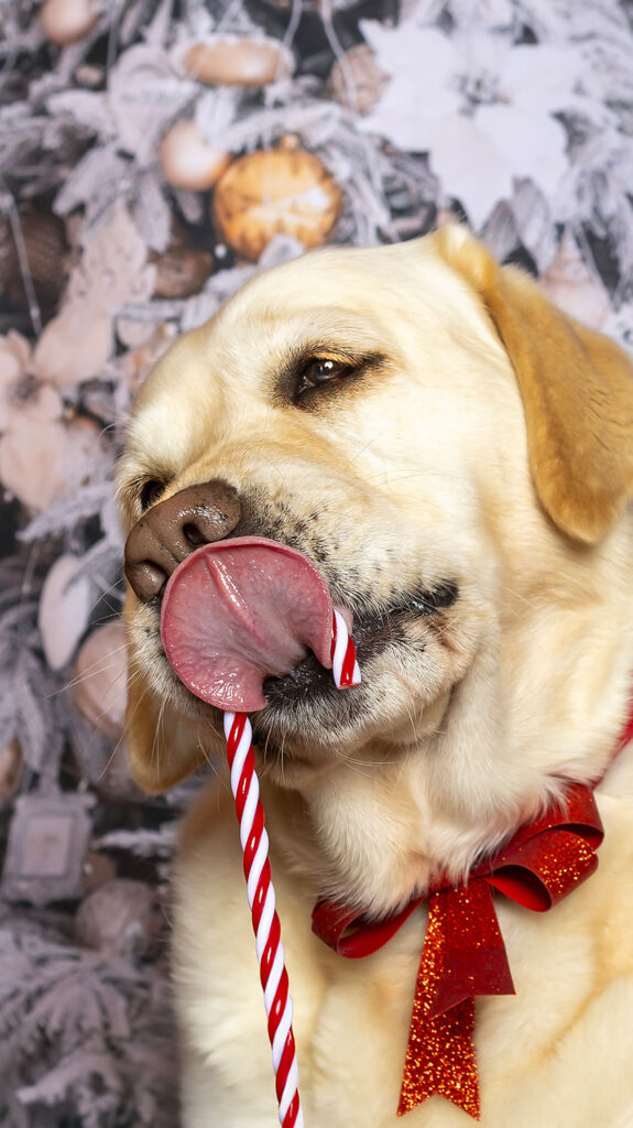 cane in posa per shooting natalizio che mangia un bastoncino per cani di natale