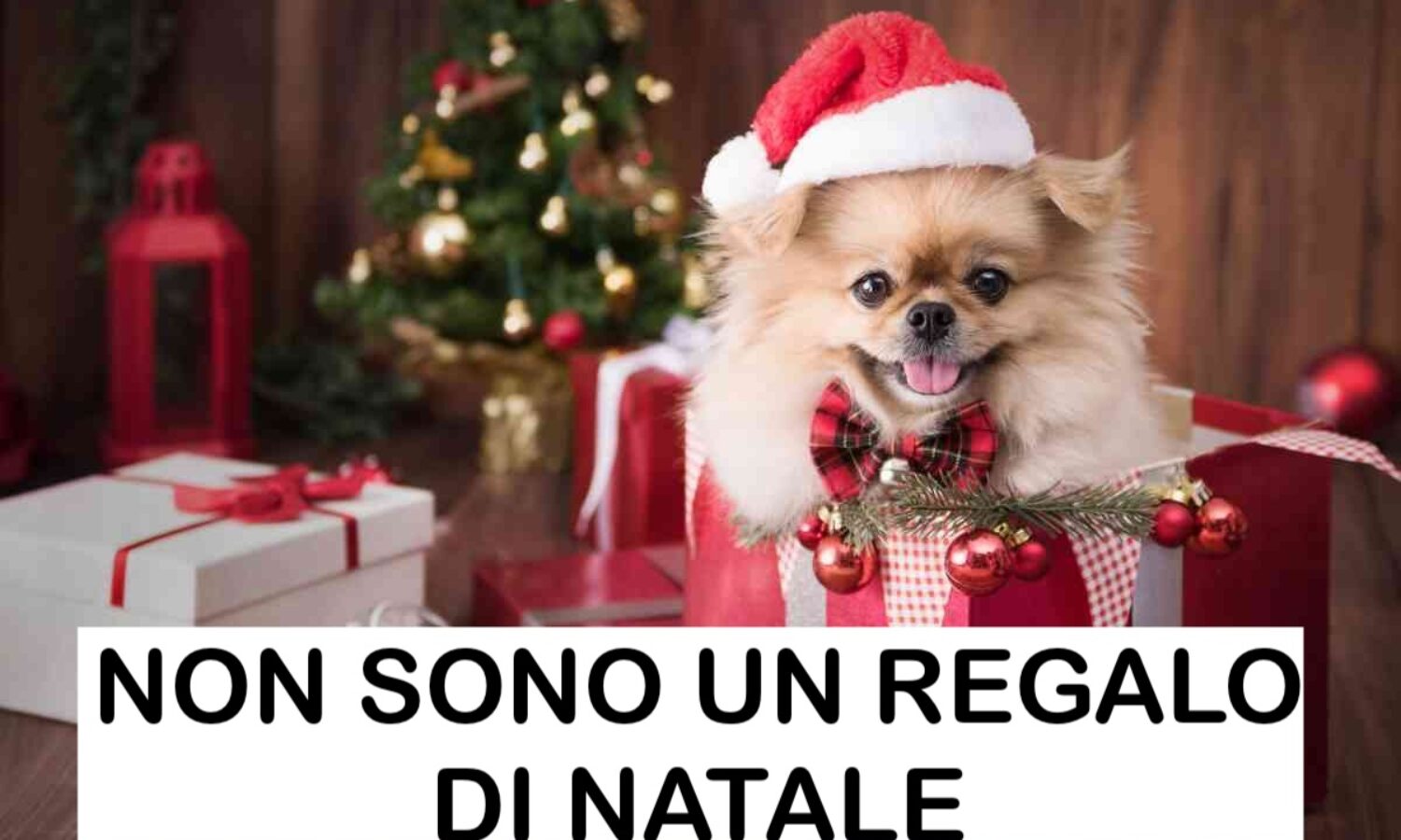 Perché i cani non sono un regalo di Natale
