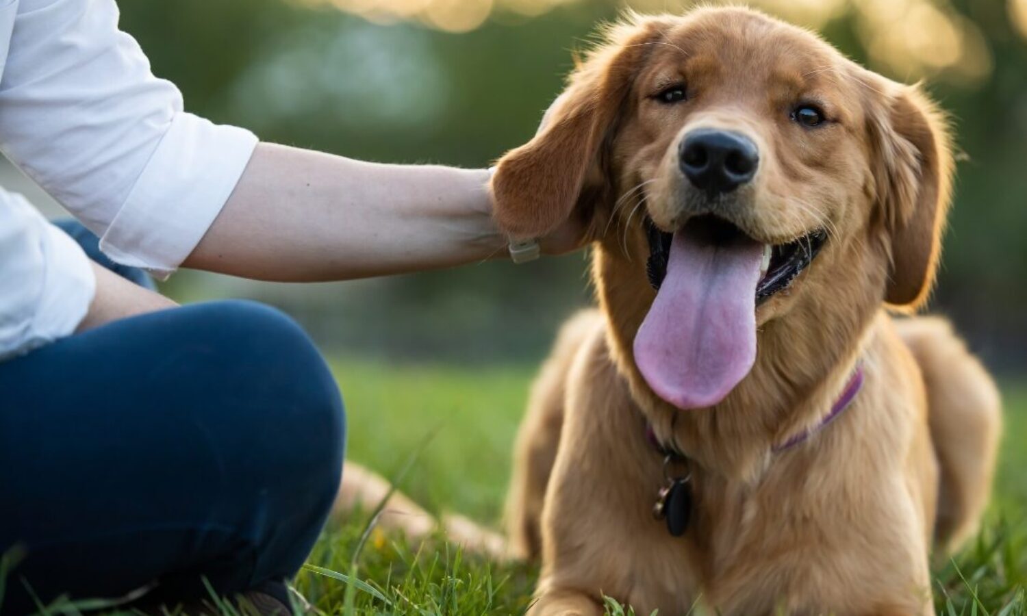 Le Emozioni del Cane: Come Riconoscerle e Comprenderle