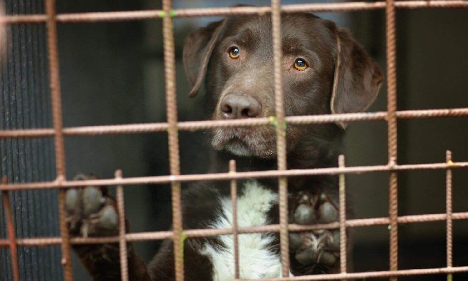 Le possibili difficoltà conseguenti all'adozione di un cane dal canile