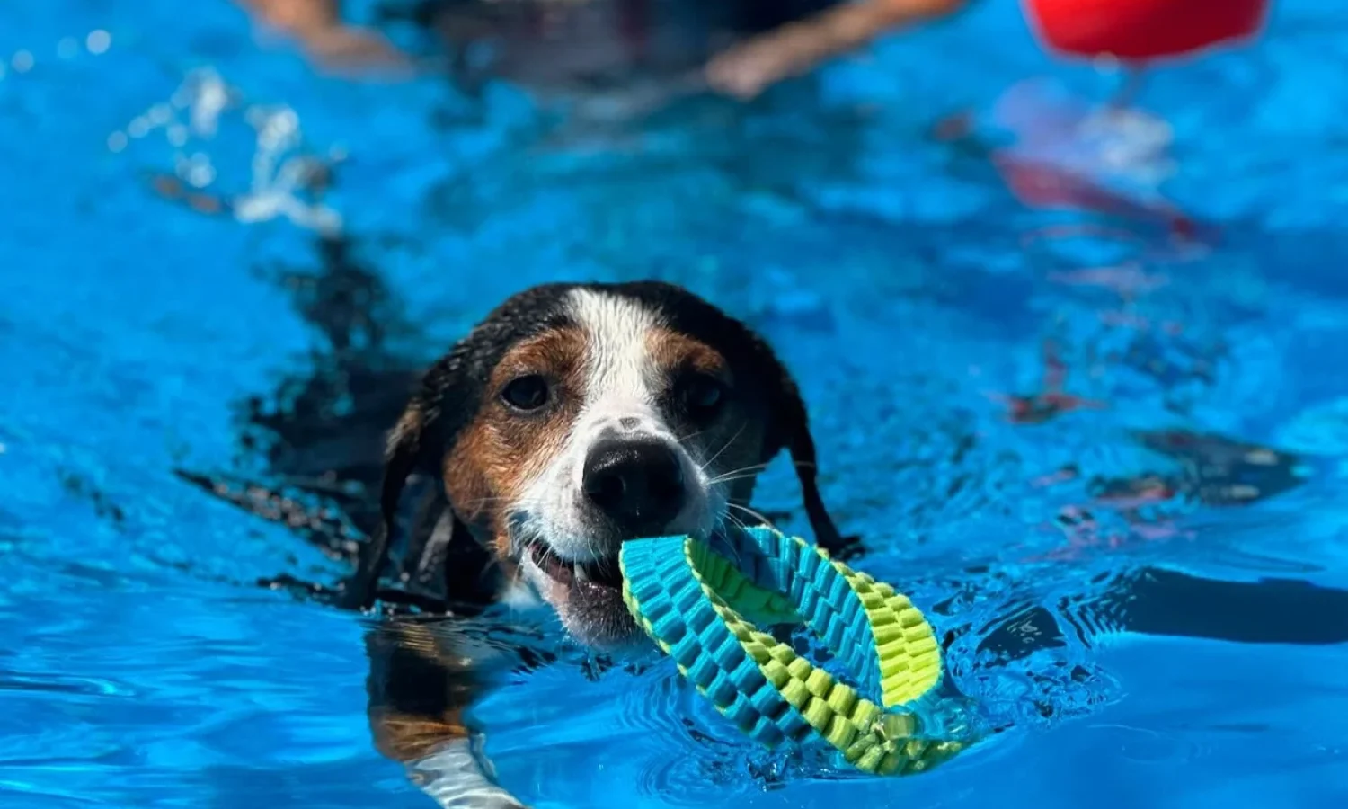 Piscine nei Centri Cinofili: attenzione alla Norma UNI 10637 e all’uso A2