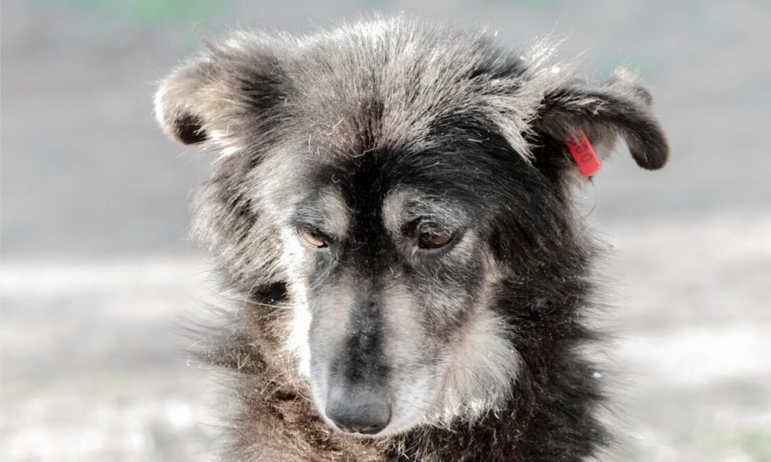 Elaborazione del lutto nei cani: comportamento e strategie di supporto