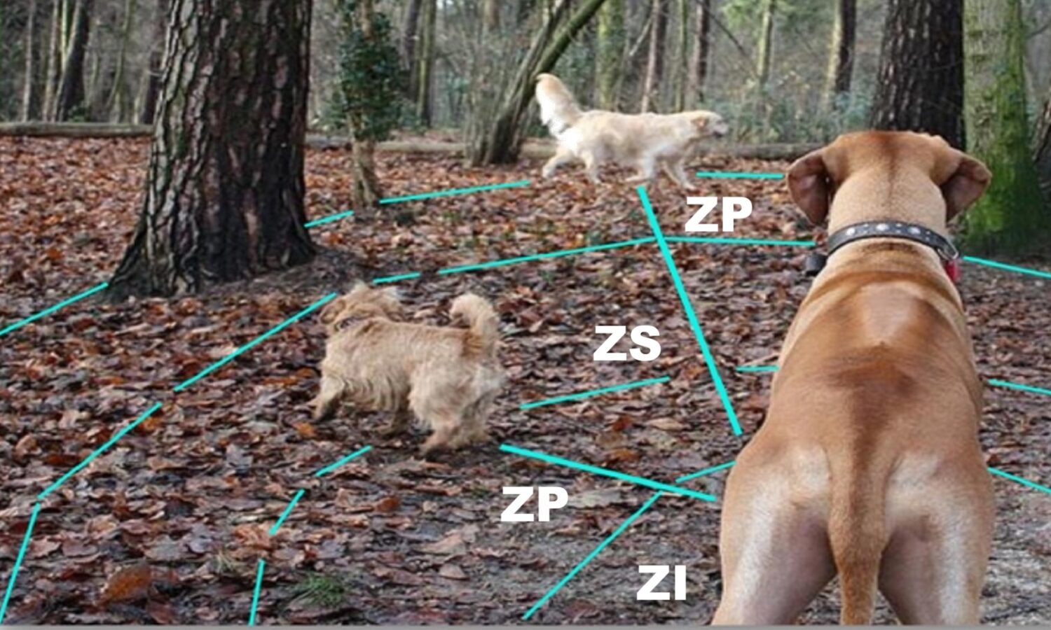 La prossemica del cane
