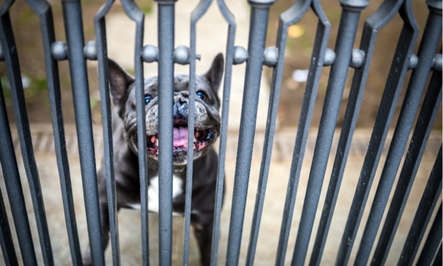 Perché i cani abbaiano quando una persona si allontana? La potenza del loro olfatto