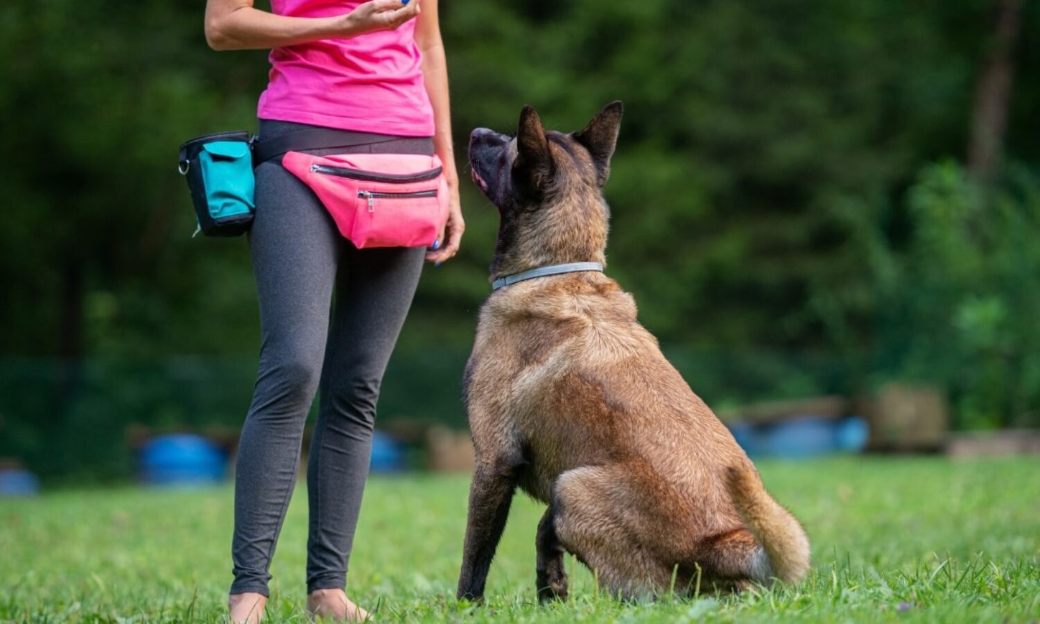 ASD DOG SCHOOL ANZIO - 9