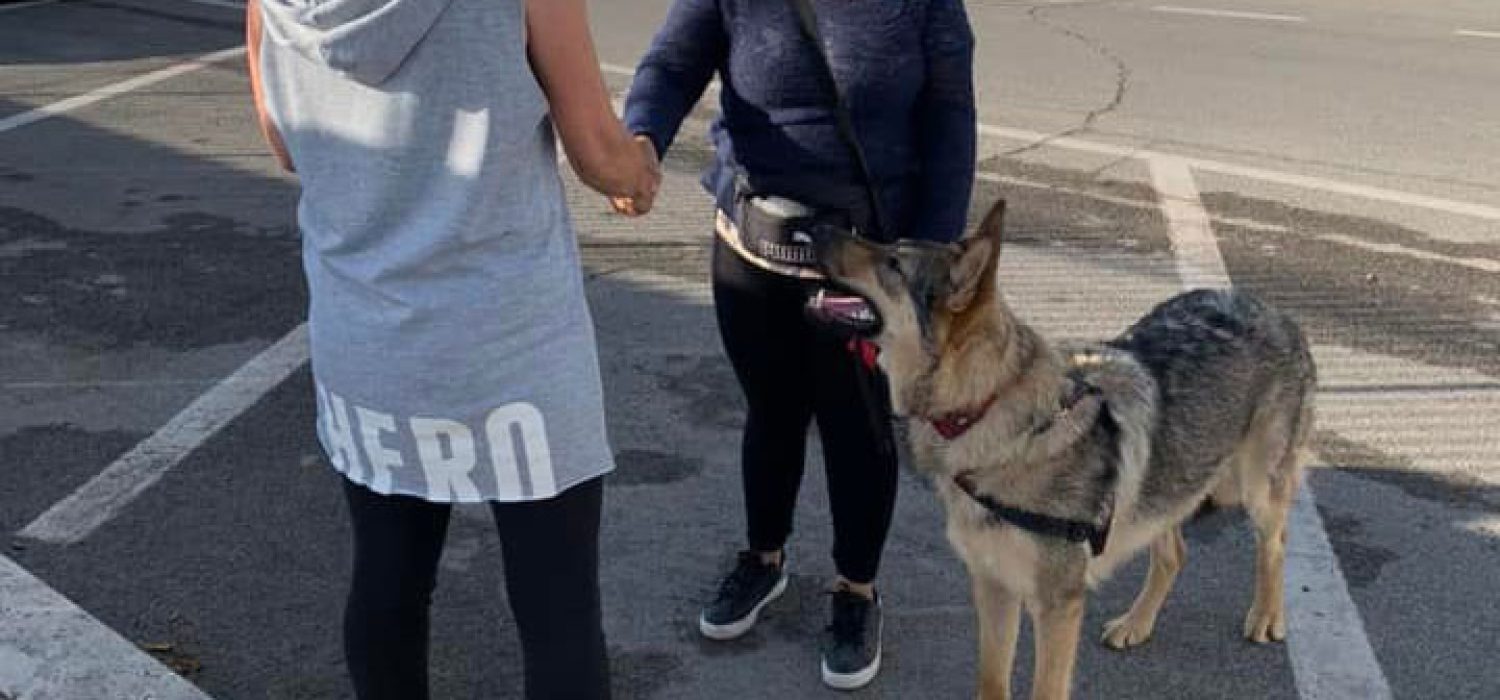 Corso-Dog-Sitter Corso-Dog-Sitter