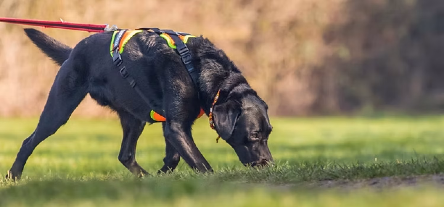 cane che fiuta nel terreno traccia odorosa