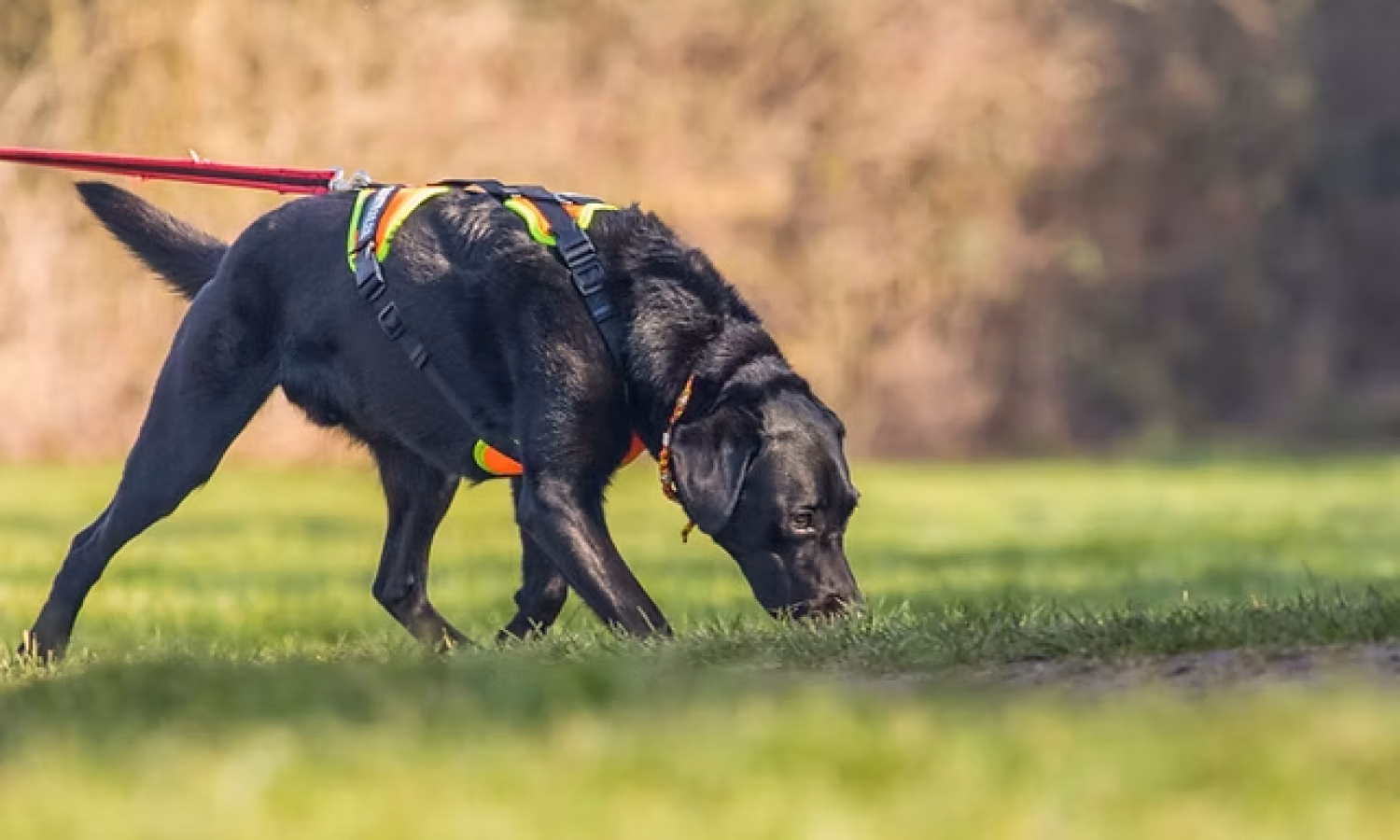 cane che fiuta nel terreno traccia odorosa